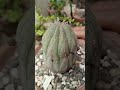 euphorbia obesa