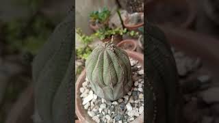 Euphorbia Obesa