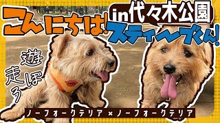 【ノーフォークテリア】代々木公園でスティーブくんという天使に会いました【代々木公園ドッグラン】