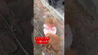 【トイプードル17歳8ヶ月】ミッキー落下【老犬】【シニア犬】