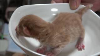 子猫生後1日目_#2_体重測定 / Weight measurement of kittens on the first day after birth