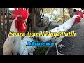 SUARA AYAM PELUNG PUTIH (PAUD ISTIMEWA)