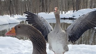 What it's like having Toulouse Geese!