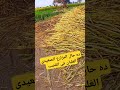 ده حال المزارع الصعيدى الغلبان فى القصب shorts