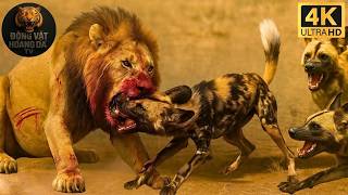 African Wild Dogs | Pack Power Is Feared In Botswana - Animal World