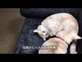 喧嘩するほど仲がいい【猫】【マンチカン】