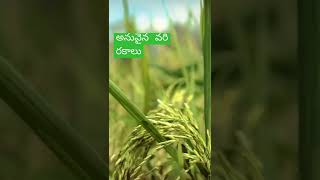 village agriculture, farmers, farming, greenery, paddy, field, crops #shorts #agriculture #paddy