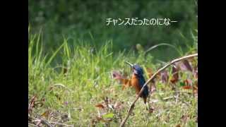 野川公園のカワセミ君！接近編です！！