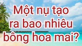 Một nụ nở bao nhiêu bông hoa mai?