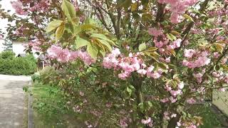 Prunus serrulata 'Kanzan' višeň pilovitá sakura