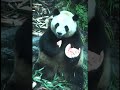 Panda life _ #panda #shorts #shortsfeed  #trending #mybloopers #viral #cuteanimals #animal  #wild