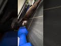 otter fuku is feeling lazy to work out😁🥰🦦 cute otter ytviral ytshorts cuteanimal ottervideos