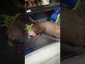 otter fuku is feeling lazy to work out😁🥰🦦 cute otter ytviral ytshorts cuteanimal ottervideos