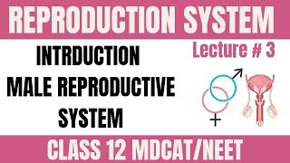 INTRODUCTION|| MALE REPRODUCTIVE SYSTEM|| LECTURE 3 || CLASS 12 /MDCAT