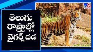 తెలుగు రాష్ట్రాల్లో టైగర్స్ దడ - TV9