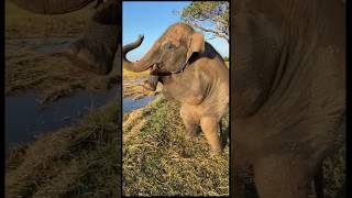 #ช้างน่ารัก #funny #funnyanimal #animals #funnyelephant #elephant #funnyvideo #cute