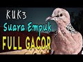 Derkuku kuk3 lokal gacor ngamuk full birahi suara empuk