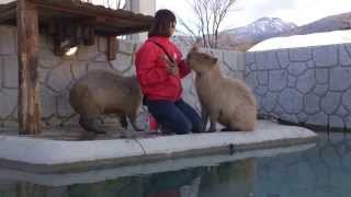 那須どうぶつ王国 カピバラトーク