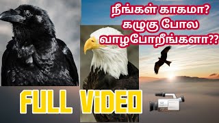 Eagle with Crow fight | Tamil motivation | Crow vs Eagle  | Secret of success