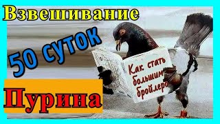 Вес бройлера Кобб-500 в 50 дней. Пурина