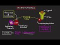 pi3k akt mtor pathway cancer biology basic science series