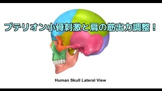 筋膜はがし　頭蓋骨調整で肩の筋出力アップ！