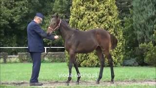 ogierek Warzazat (Golden Tirol - Wellamy) ur.4.02.2018, przegląd jesienny w SK Krasne, 27.09.2018