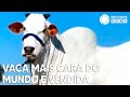 Vaca mais cara do mundo é vendida por R$ 21 milhões