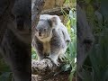 koala log ティリーのカイカイ🐨 koala animals cute fluffy tilly コアラ ティリー 東山動植物園 無尾熊 코알라