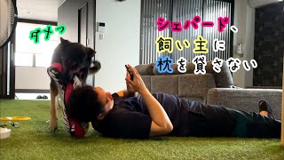 寝ている飼い主から枕を奪っていくシェパード犬【German Shepherd】 My Dog Takes A Pillow From Her Sleeping Owner