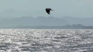 野鳥撮影・ 江ノ島　トビ　Black Kite