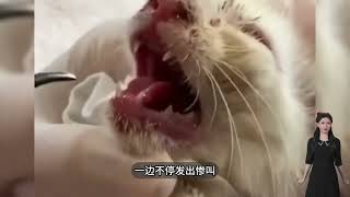 小猫突然倒地抽搐，惨叫声痛不欲生，鼻子里竟钻入拇指大的虫！