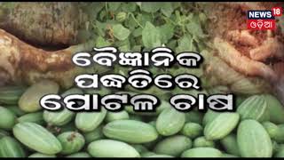 Agriculture Program Annadata | ଖରାଟିଆ କାକୁଡି ଚାଷ | May 11, 2019