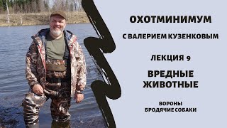 Охотминимум. Лекция 9. Вредные животные. Вороны, бродячие собаки