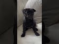 This Adorable Pug Puppy will Melt Your Heart With His Deep Thinking