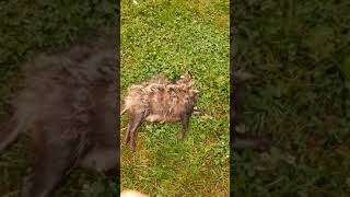 Supikoira kanalassa.raccoon in a chicken coop