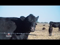 Tour the Production Animal Health Centre - The University of Adelaide