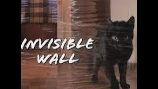 My Cat's Reaction To The Invisible Wall Challenge