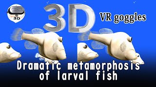 【3D-VR goggles】 Dramatic metamorphosis of larval fish