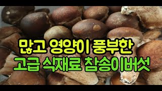 맛과 영양이 풍부한 고급 식재료 참송이버섯을 아시나요?