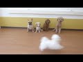 みんなでトレーニング★犬のようちえん高槻教室