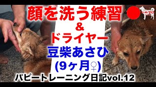 【豆柴♀９ヶ月】あさひのトレーニング日記〈第12弾〉Case.1 顔を洗う練習\u0026ドライヤー 　PSDドッグサポートセンター　いぬプロ　inupro　パピートレーニング　子犬　しつけ　教育　柴犬