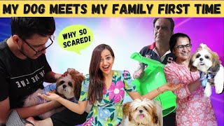 MY DOG meets my FAMILY for FIRST TIME (CRAZY REACTIONS)