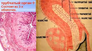Женская половая система - 2. Видео лекция С.М.Зиматкин (28)