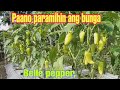 Tips paano magparami ng bunga ng bell pepper