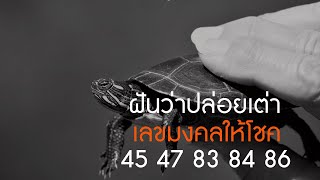 ฝันว่าปล่อยเต่า ทำนายว่า?