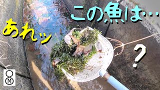 あれッ、この魚は…？　真冬の溝でガサガサしたら捕れた