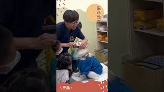 小小孩參訪日，來看獸醫PAPA教了甚麼小知識吧 #聯盟動物醫院  #高雄動物醫院 #仁武總院 #何宜芳獸醫師 #獸醫師 #幼兒園參訪 #校外參訪 #dogs #cats