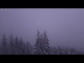 light snow storm with relaxing sounds of wind and snow falling over the forest 4k video 10 hours