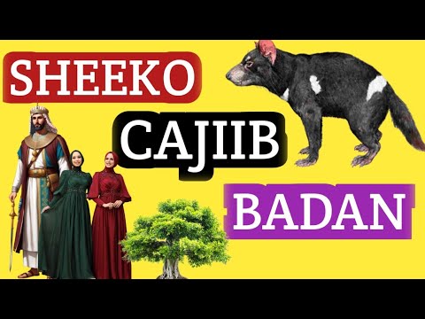 Sheeko Cajiib Badan Abdihakimpro Youtube